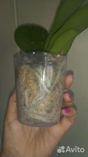 Орхидея Sogo Pony