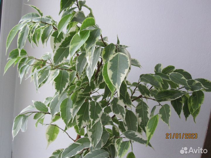 Продам цветы комнатные