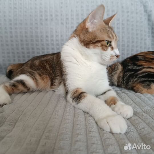 Курильский бобтейл