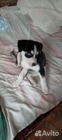 Хаски метис