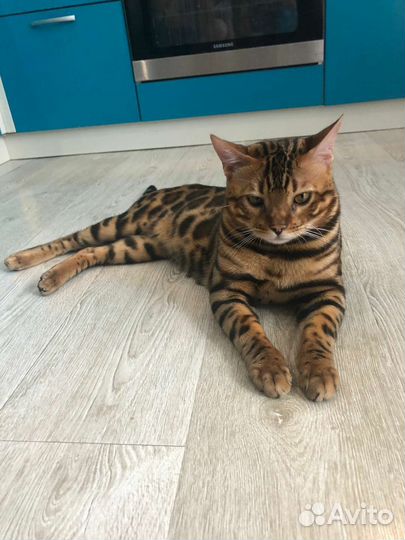 Бенгальский кот вязка