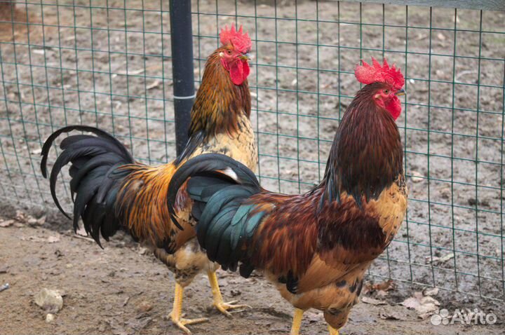 Амераукана билефельдер, синь синь дянь