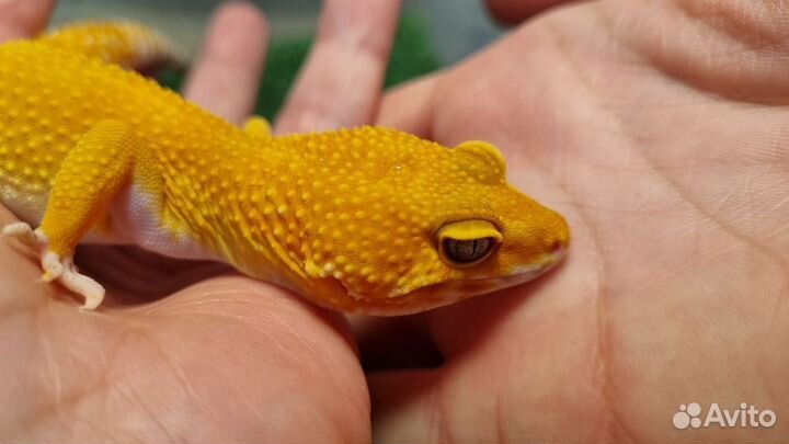 Эублефар cross блад