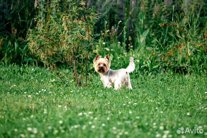 Йоркширский терьер мини