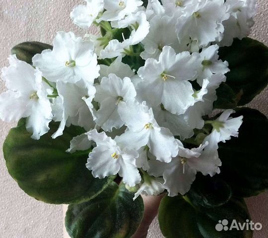 Фиалки, глоксинии