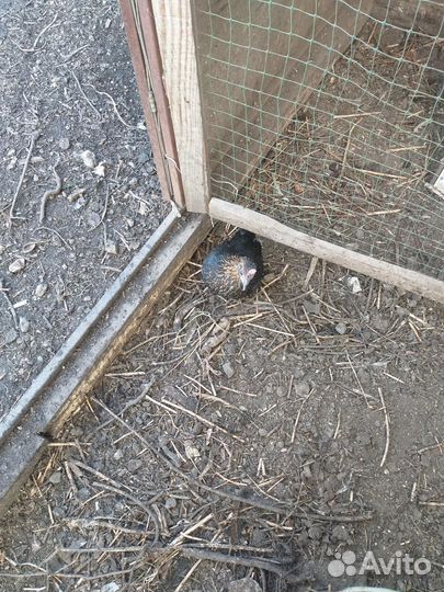 Куры породы бентама