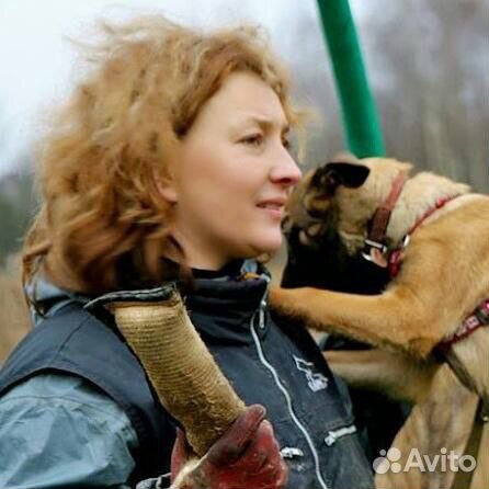 Дрессировка собак кинолог