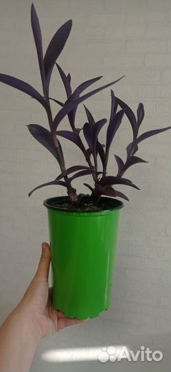 Традесканция фиолетовая в горшке 2 л