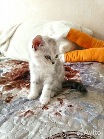Кошки шотландцы