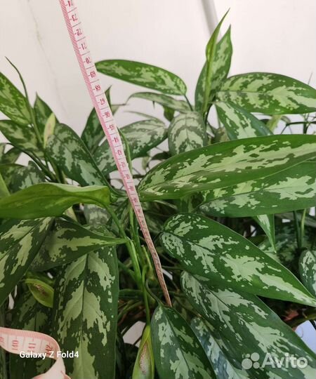 Аглаонема пятнистая