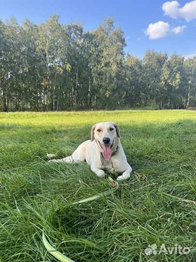 Собака Нирвана ищет дом