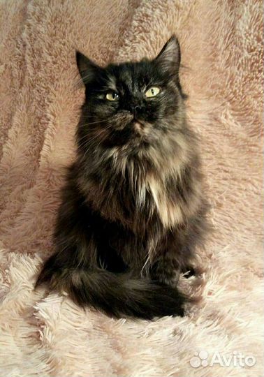 Квартирная передержка для кошек (зоогостиница)