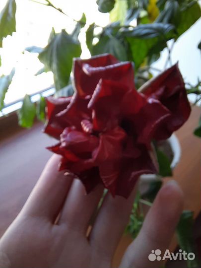 Гибискус китайский, бугенвилия, комнатные цветы