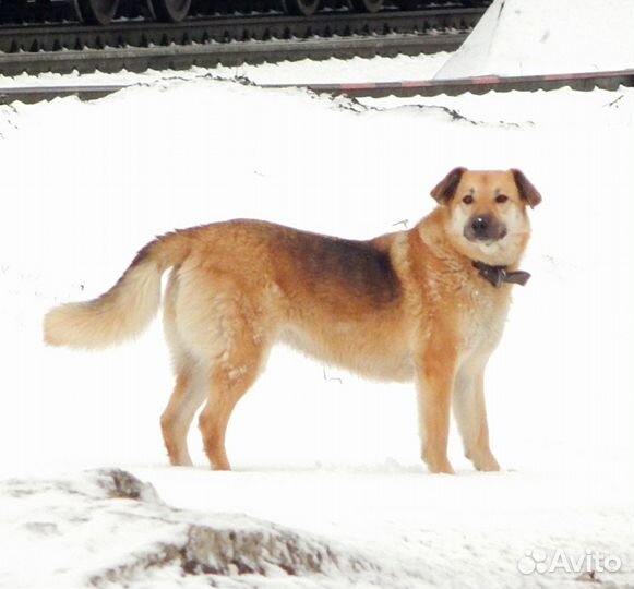 Ищем дом Мухе