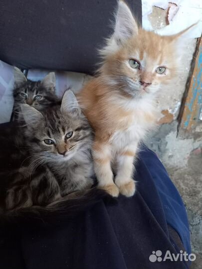 Мейн-кун котята