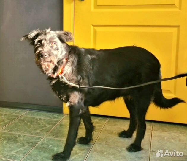 Отдадим красавицу в самые заботливые руки