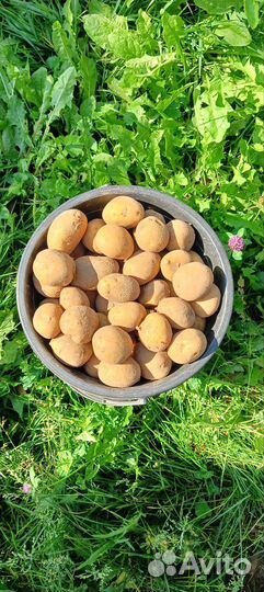 Семенной картофель преимущественно сорт Латона