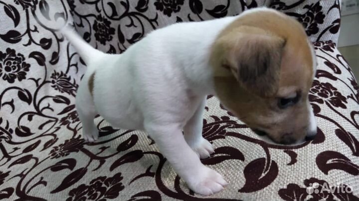 Щенок Джек Рассел терьер девочка