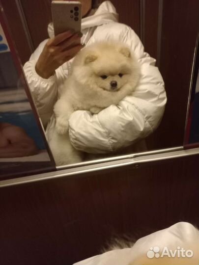 Вязка шпиц