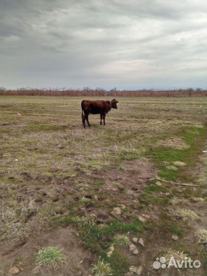 Корова дойная