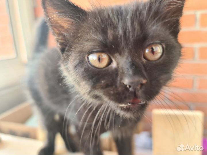 Котенок черный