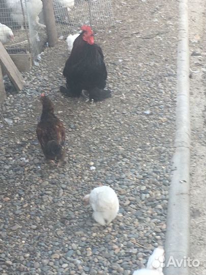 Декоративные куры