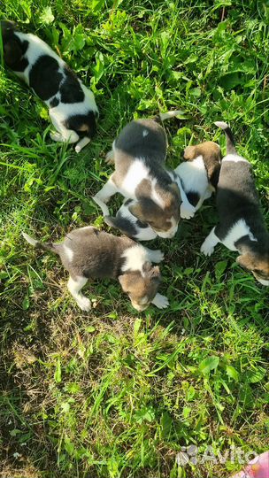 Щенки Русской пегой гончей