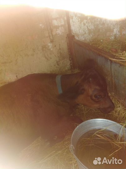 Продаётся тёлочка от домашней коровы