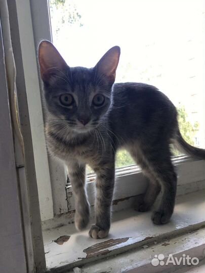 Кошка