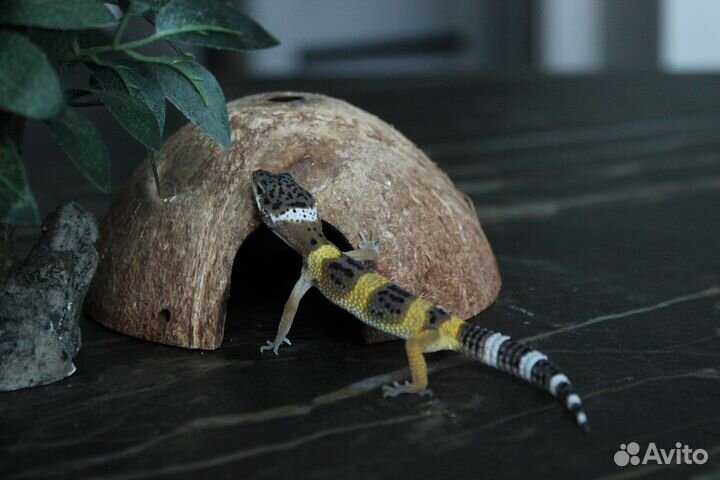 Эублефар малыши