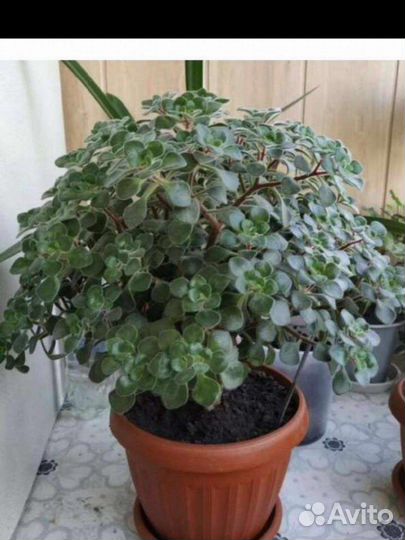 Дерево любви (аихризон)