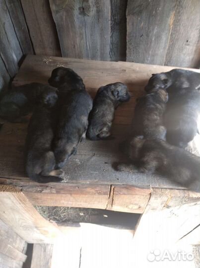 Щенки немецкой овчарки