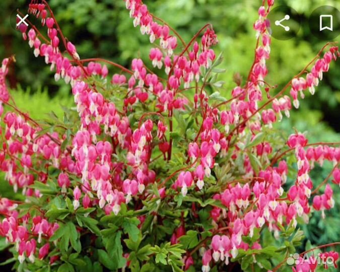 Дицентра великолепная (разбитое сердце)