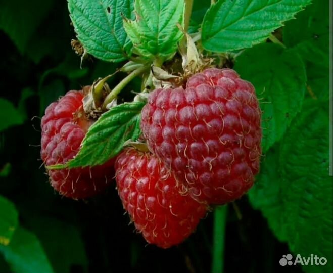 Саженцы летней малины