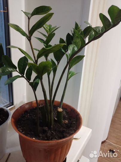 Замиокулькас