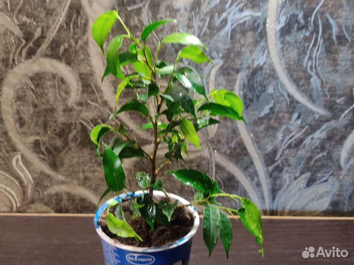 Фикус бенджамина