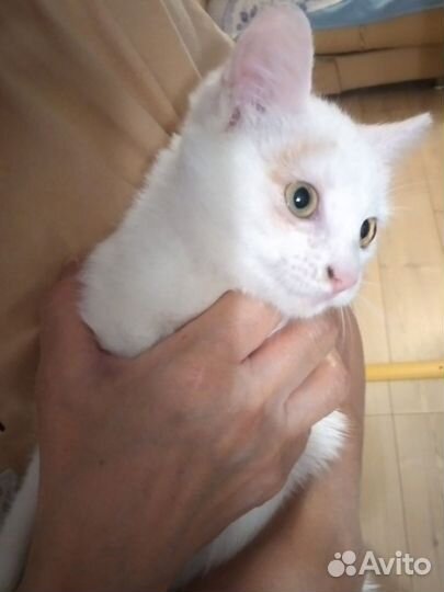 Кошка в дар