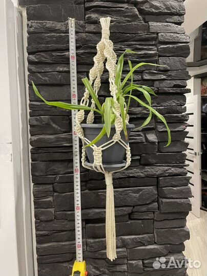 Хлорофитум в кашпо-макраме