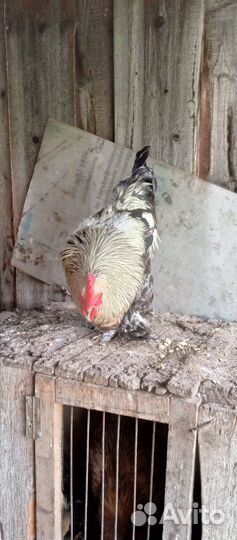 Петухи Брама