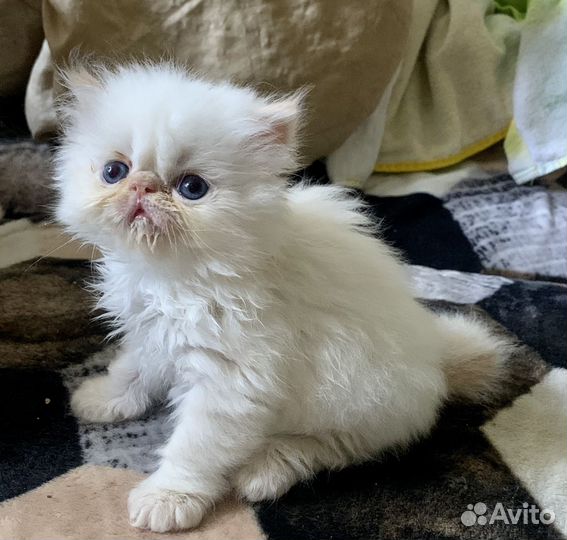 Персидская