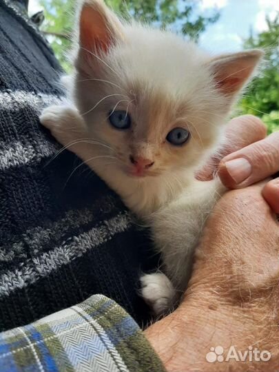 Котята просто песня