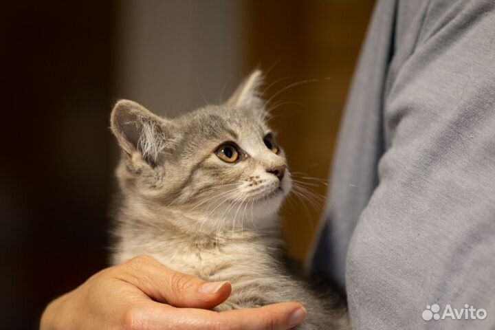 Котечка малышка Нэнси ждёт свою семью