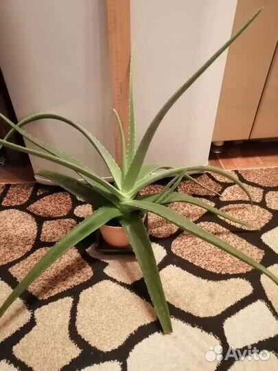 Комнатные цветочки