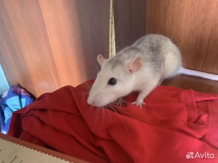 Крыса домашняя