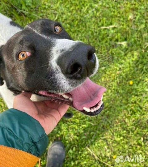 Собачка метис