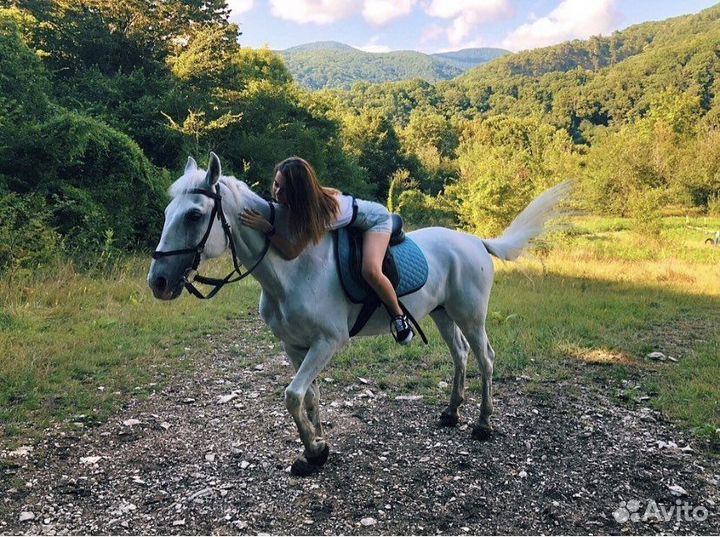 Конные прогулки в Адлере