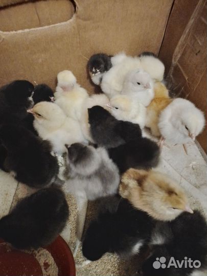 Подрощенные и суточные цыплята