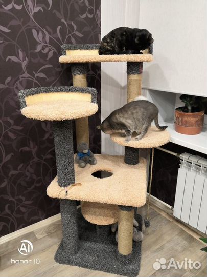 Когтеточка, домик кошке, котенка, лежанка