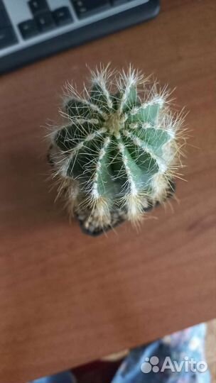 Кактус Нотокактус Вараси