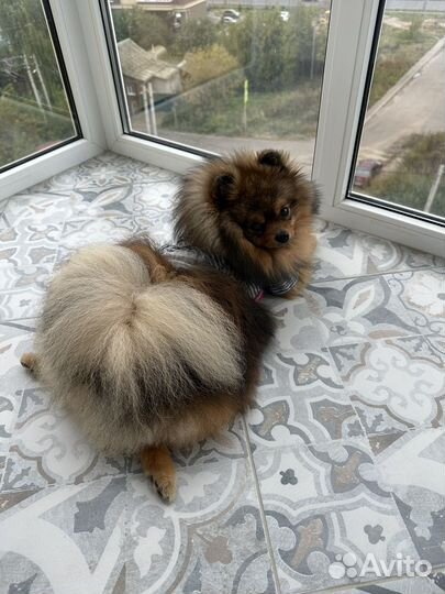 Шпиц для вязки